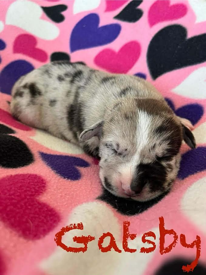 Gatsby, Adoptable, Puppy Male Great Dane & Pit Bull Terrier.