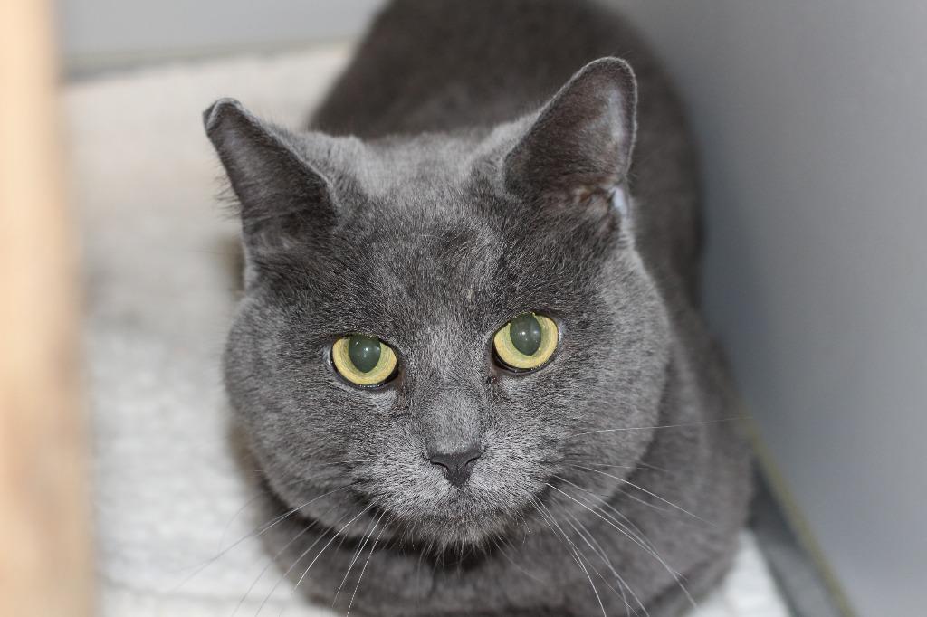 Grey, Adoptable, Adult Male Domestic Short Hair.