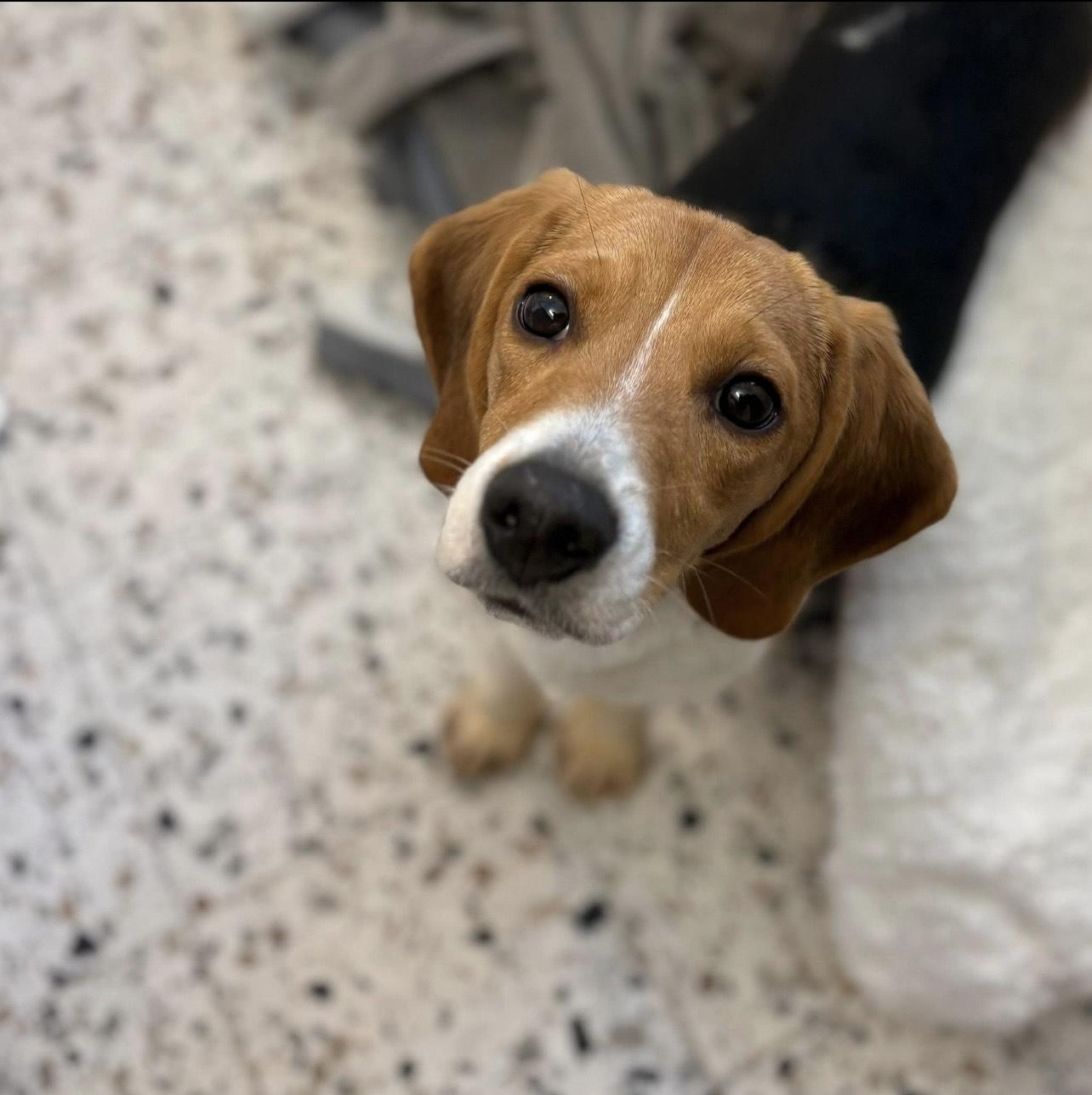 Enlarge Birdie, a ADOPTABLE Beagle in Cedarburg, WI image 2/5