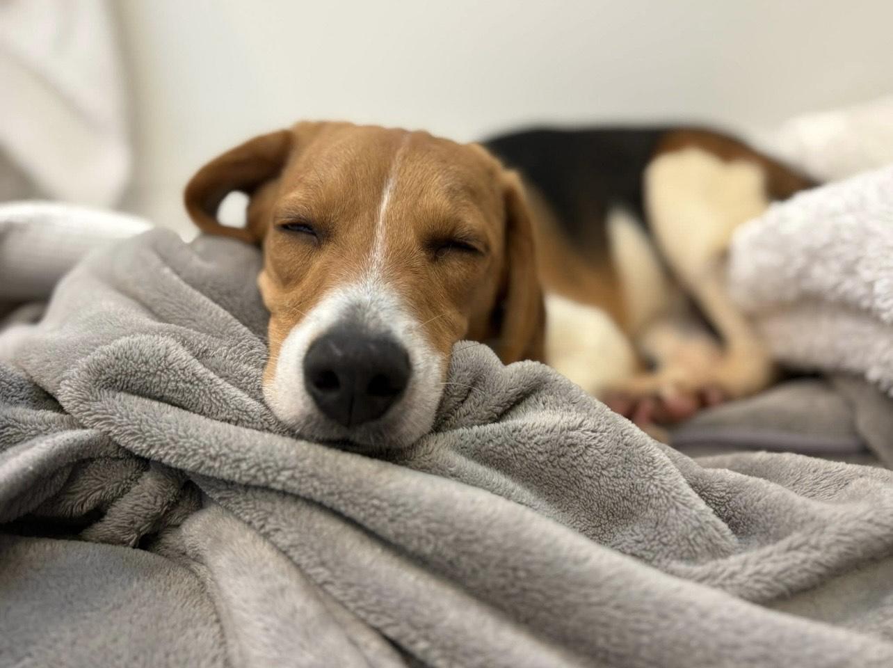 Enlarge Birdie, a ADOPTABLE Beagle in Cedarburg, WI image 5/5