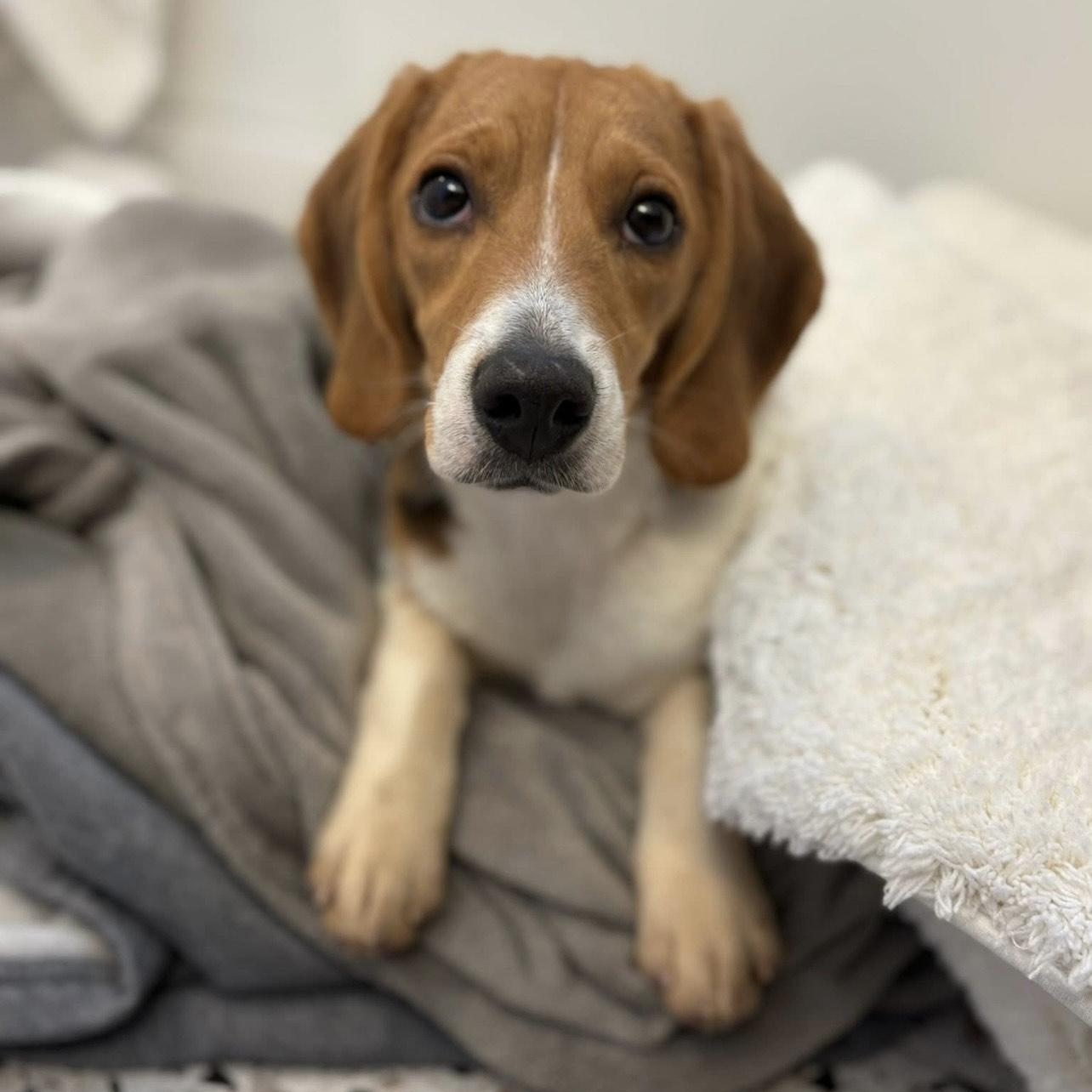 Enlarge Birdie, a ADOPTABLE Beagle in Cedarburg, WI image 3/5