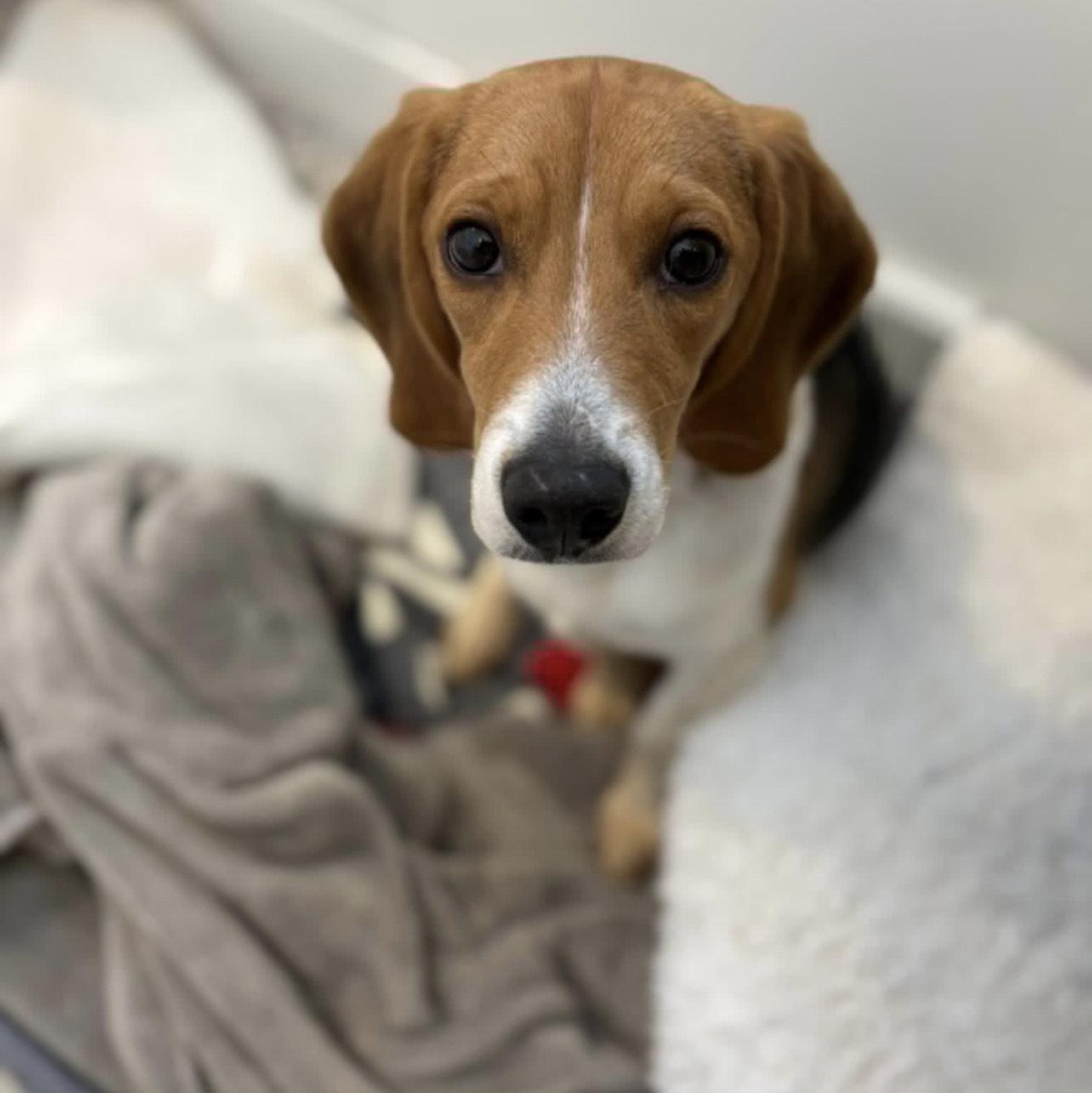 Enlarge Birdie, a ADOPTABLE Beagle in Cedarburg, WI image 1/5