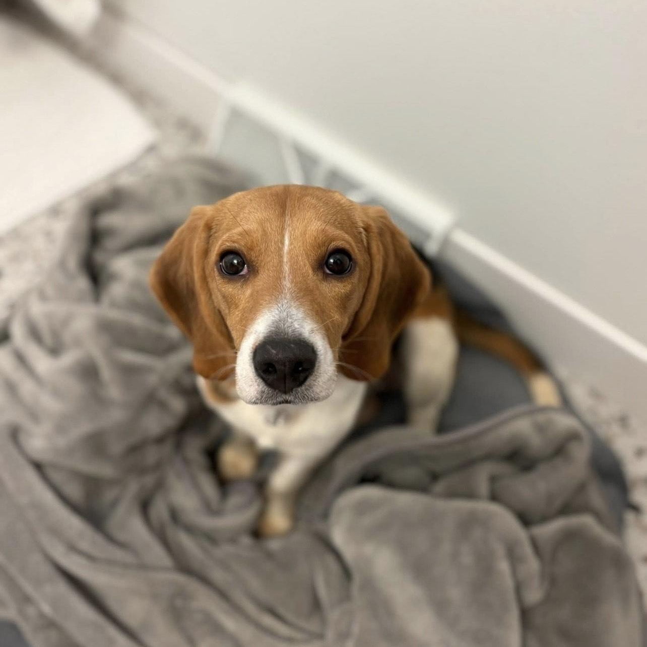Enlarge Birdie, a ADOPTABLE Beagle in Cedarburg, WI image 4/5