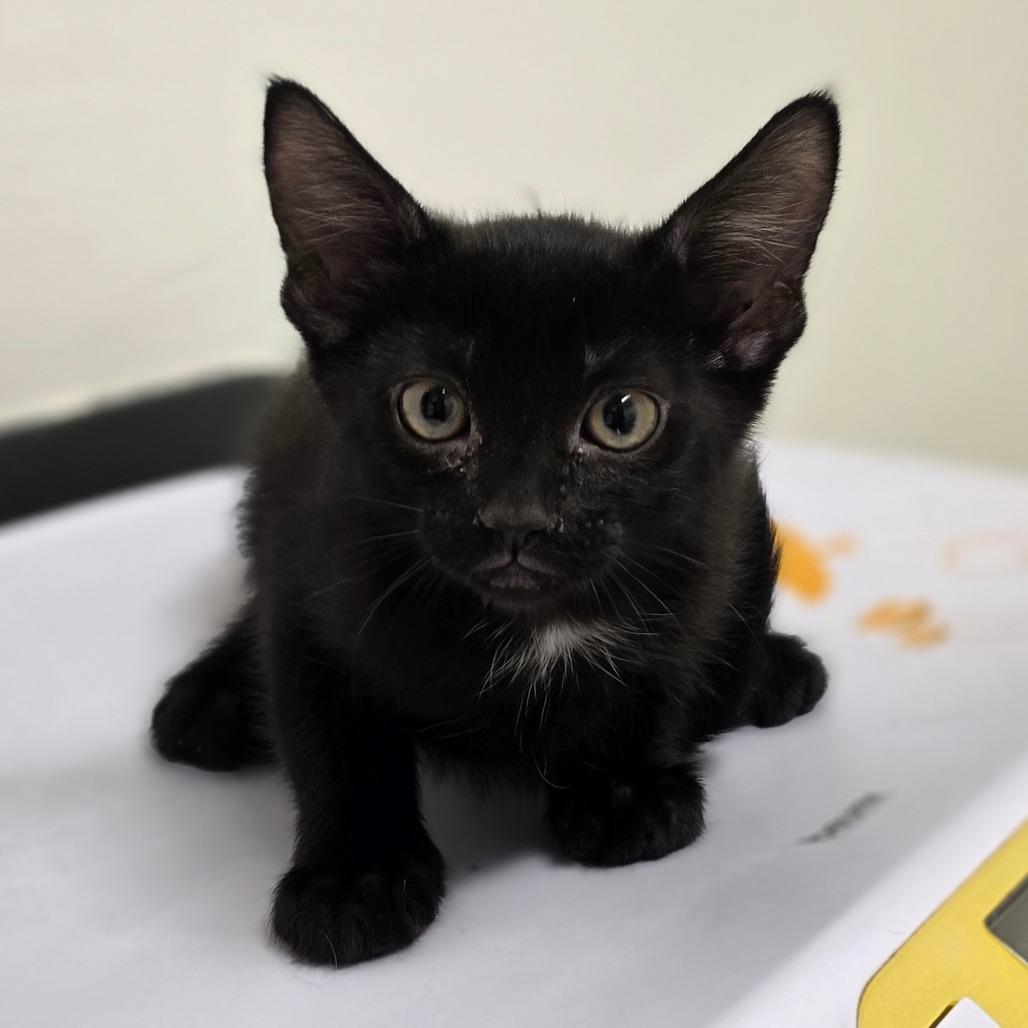 Enlarge Dee Dee, a Adoptable Domestic Short Hair in Phoenix, AZ image 1/1
