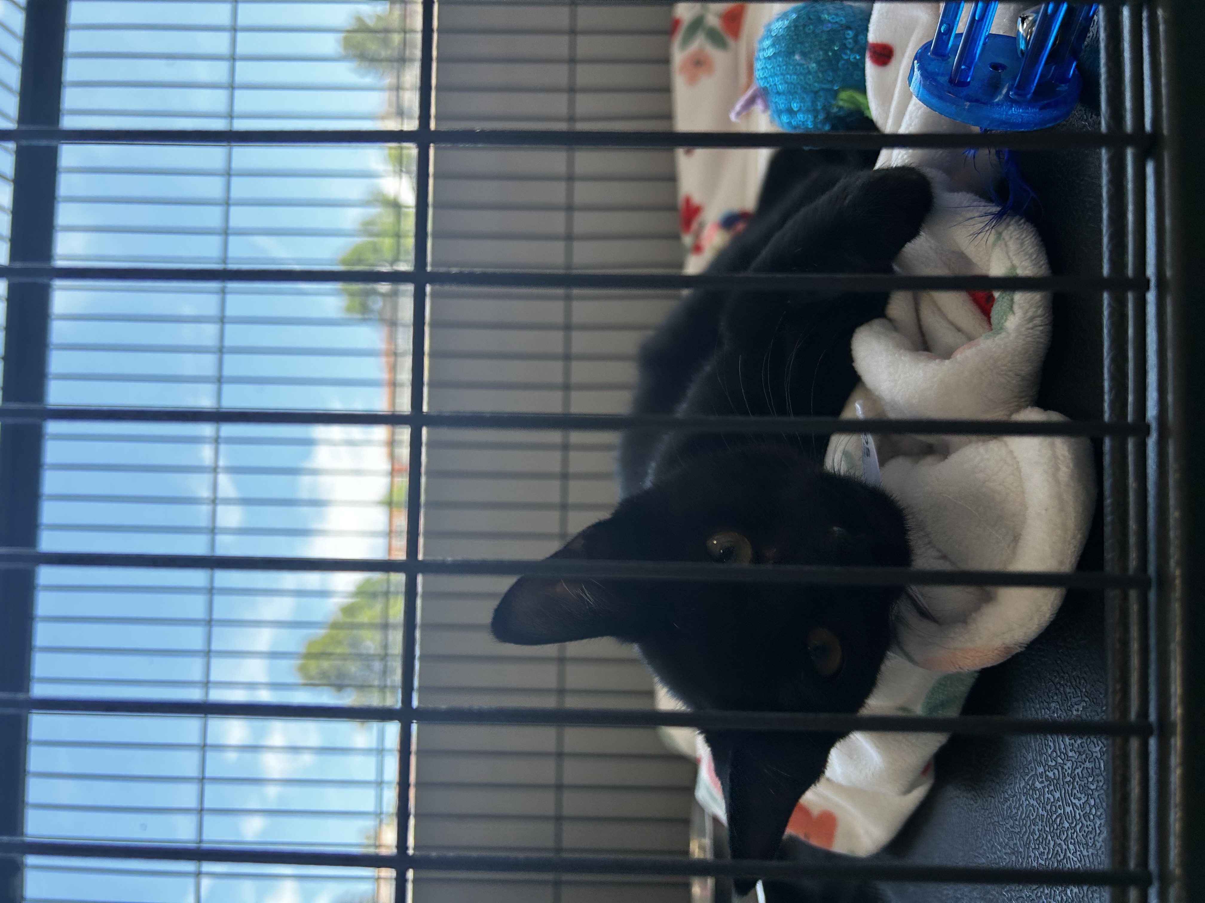 Stevie, a Adopted Domestic Short Hair in Santa Clarita, CA image 1/2