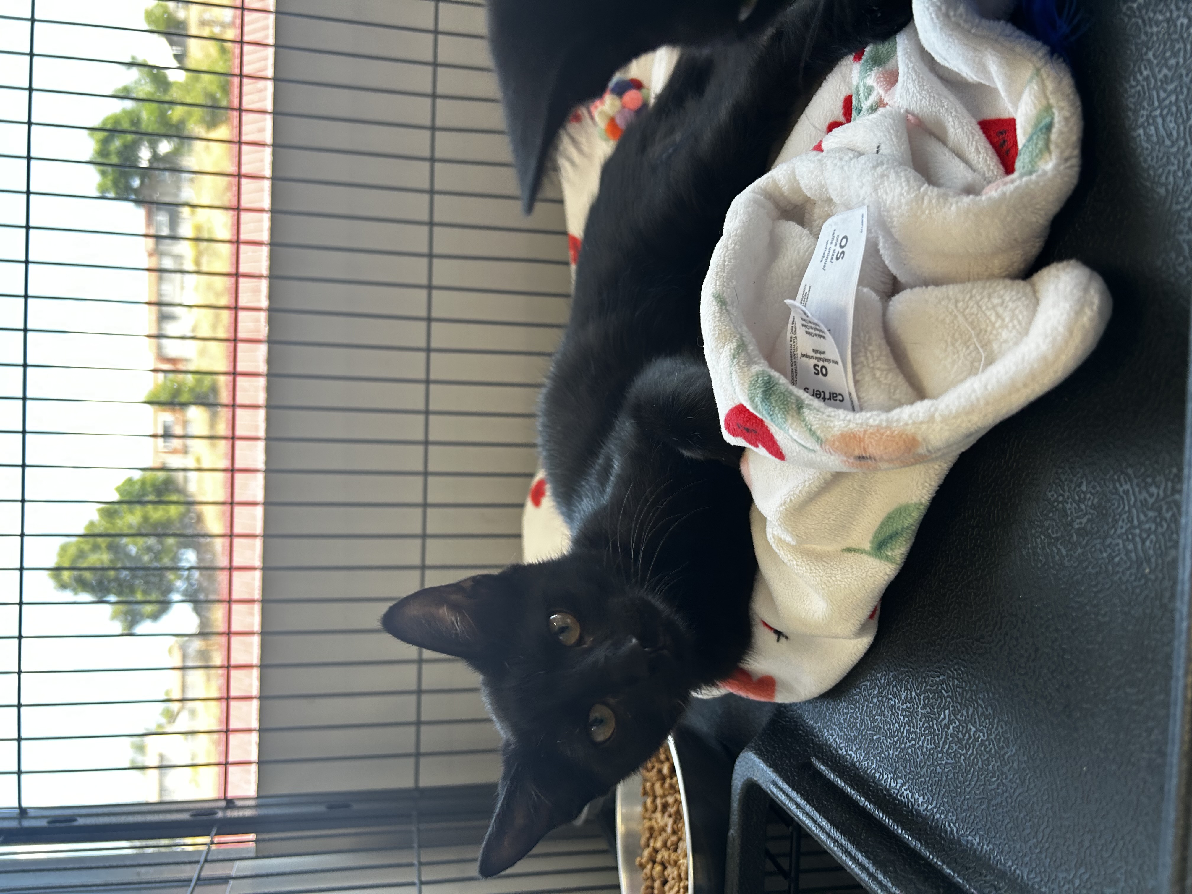 Stevie, a Adopted Domestic Short Hair in Santa Clarita, CA image 2/2