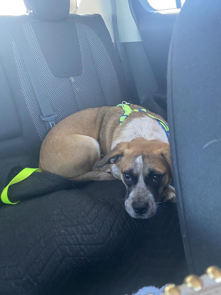 Ivy, a Adoptable mixed breed in Carrollton, VA image 3/6