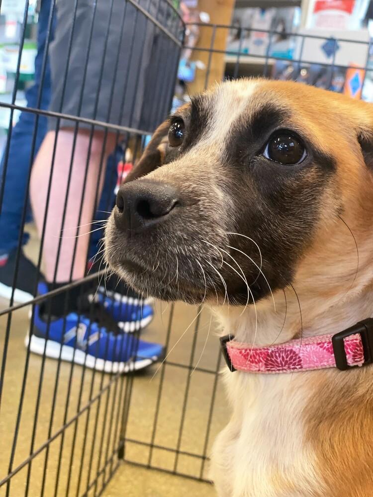 Ivy, a Adoptable mixed breed in Carrollton, VA image 6/6
