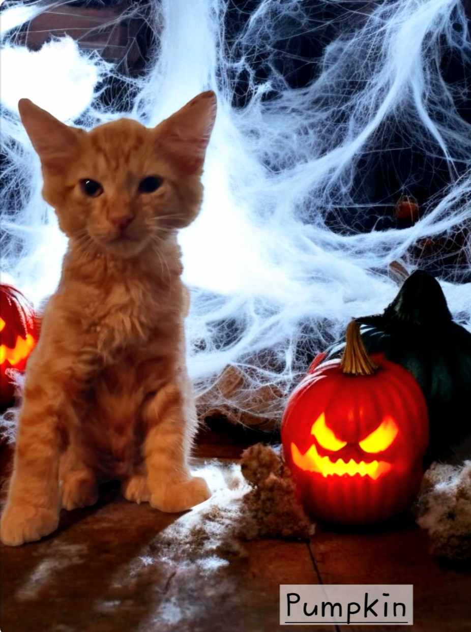 Cat for adoption Pumpkin, a Domestic Medium Hair Mix in Winter haven