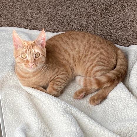 Enlarge Alfy, a Adoptable Domestic Short Hair in Pullman, WA image 1/1