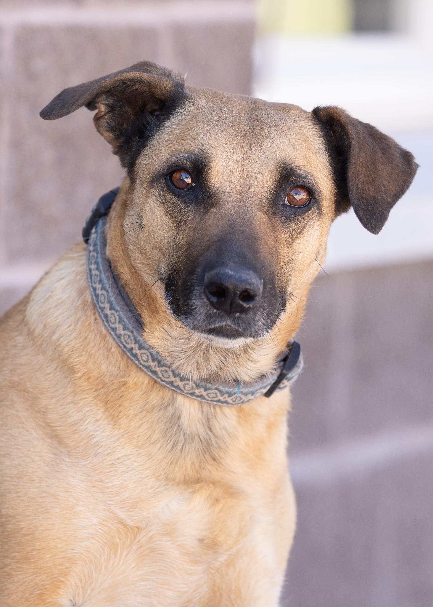 INDIE, ADOPTABLE, Adult Female Black Mouth Cur.