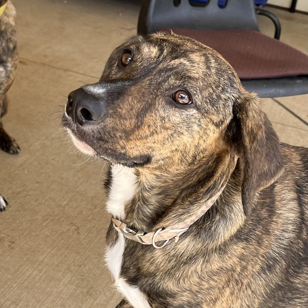 Duke (Bonded Pair), Adoptable, Adult Male Mixed Breed.