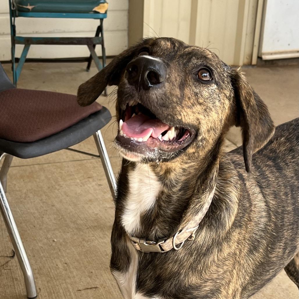 Duke (Bonded Pair), a Adoptable Mixed Breed in Lenoir, NC image 2/6