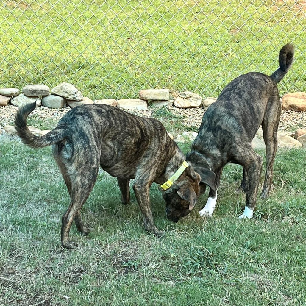 Duke (Bonded Pair), a Adoptable Mixed Breed in Lenoir, NC image 3/6