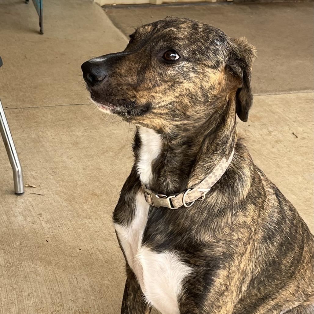 Duke (Bonded Pair), a Adoptable Mixed Breed in Lenoir, NC image 4/6