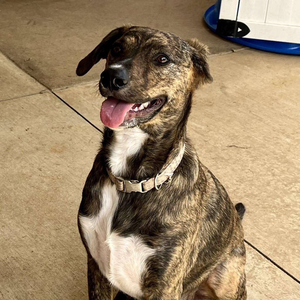 Duke (Bonded Pair), a Adoptable Mixed Breed in Lenoir, NC image 5/6