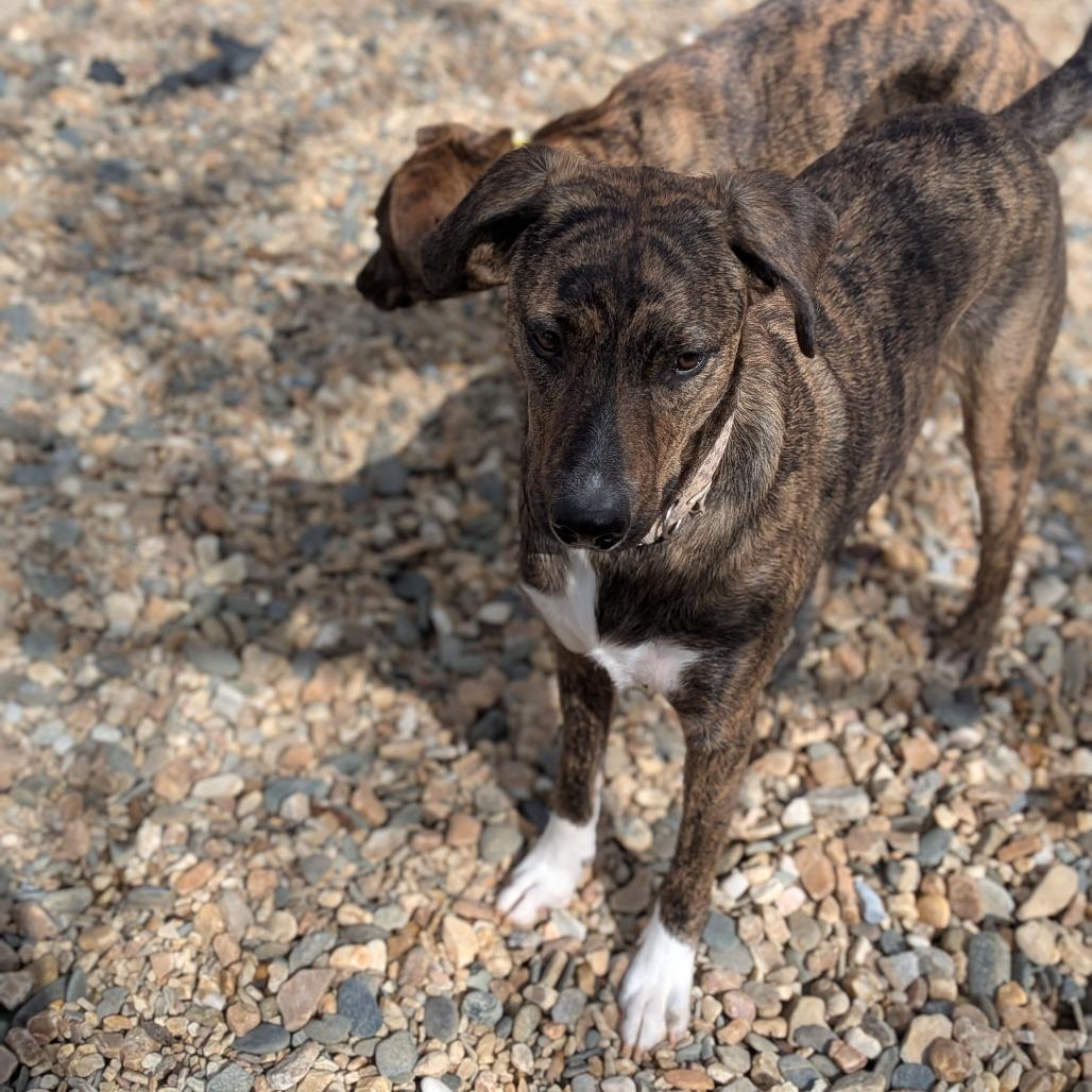 Duke (Bonded Pair), a Adoptable Mixed Breed in Lenoir, NC image 6/6