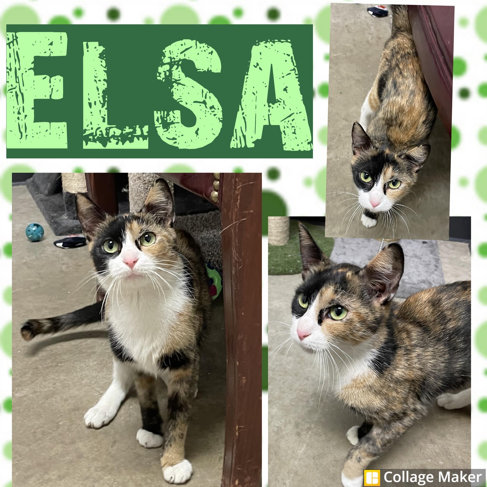Elsa, ADOPTABLE, Adult Female Domestic Short Hair.