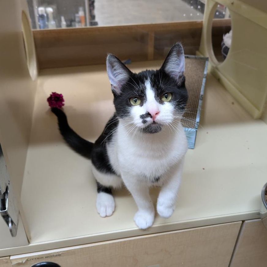 Tessa (Female Kitten), a ADOPTABLE Domestic Short Hair in Palo Alto, CA image 1/5