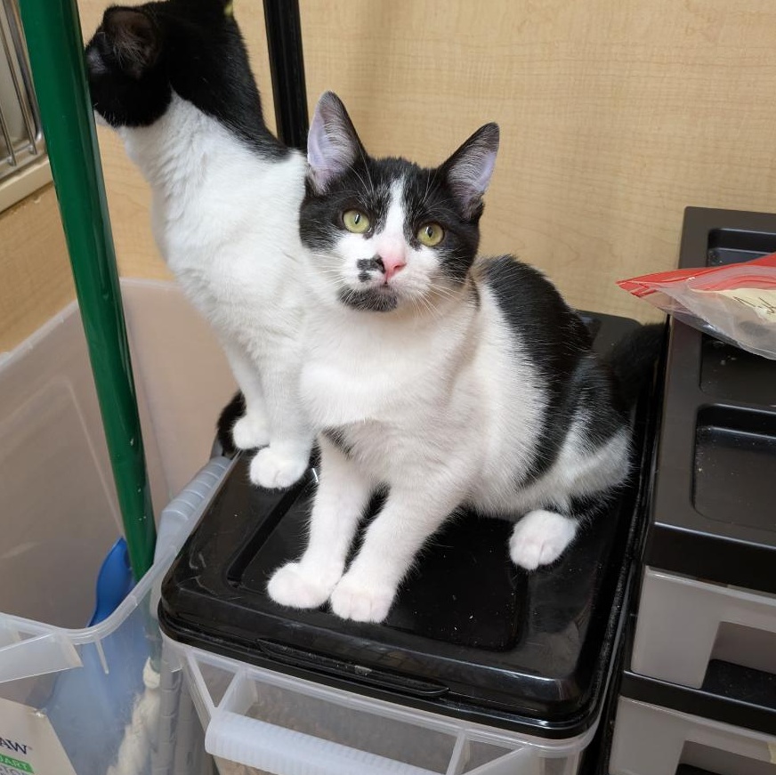 Tessa (Female Kitten), a ADOPTABLE Domestic Short Hair in Palo Alto, CA image 5/5