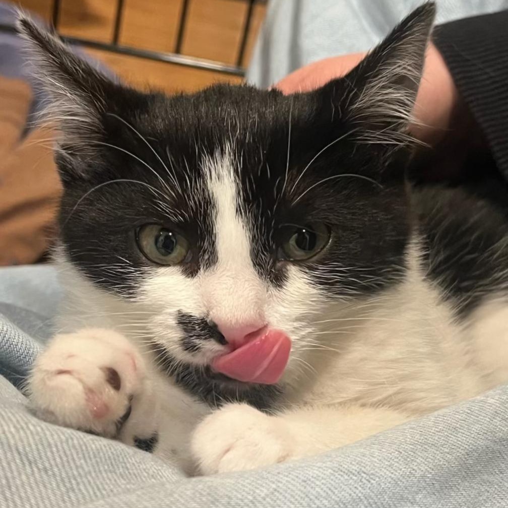 Tessa (Female Kitten), a ADOPTABLE Domestic Short Hair in Palo Alto, CA image 4/5