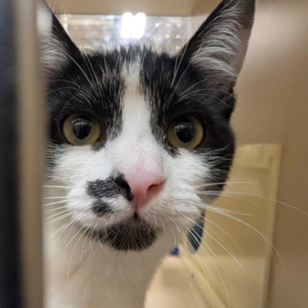 Tessa (Female Kitten), a ADOPTABLE Domestic Short Hair in Palo Alto, CA image 2/5