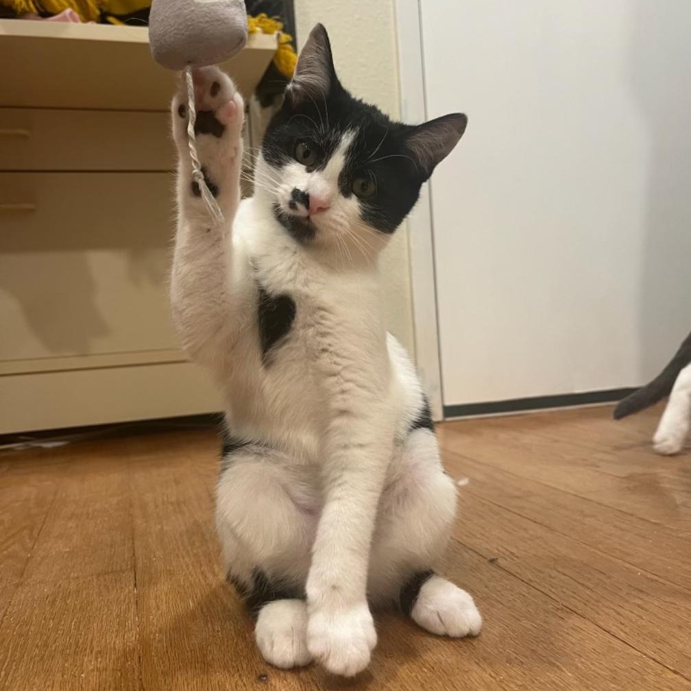 Tessa (Female Kitten), a ADOPTABLE Domestic Short Hair in Palo Alto, CA image 3/5