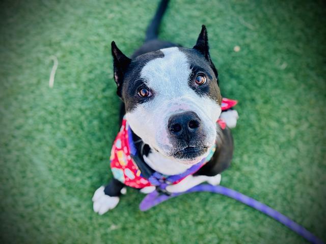 PRINCESSA, Adoptable, Adult Female Pit Bull Terrier.