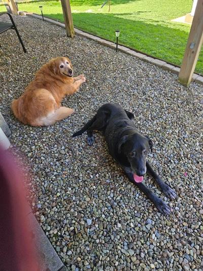 Enlarge Sunshine and Buckeye, a Adoptable mixed breed in Cleveland, OH image 1/3