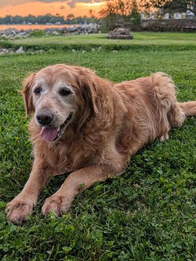 Enlarge Sunshine and Buckeye, a Adoptable mixed breed in Cleveland, OH image 3/3