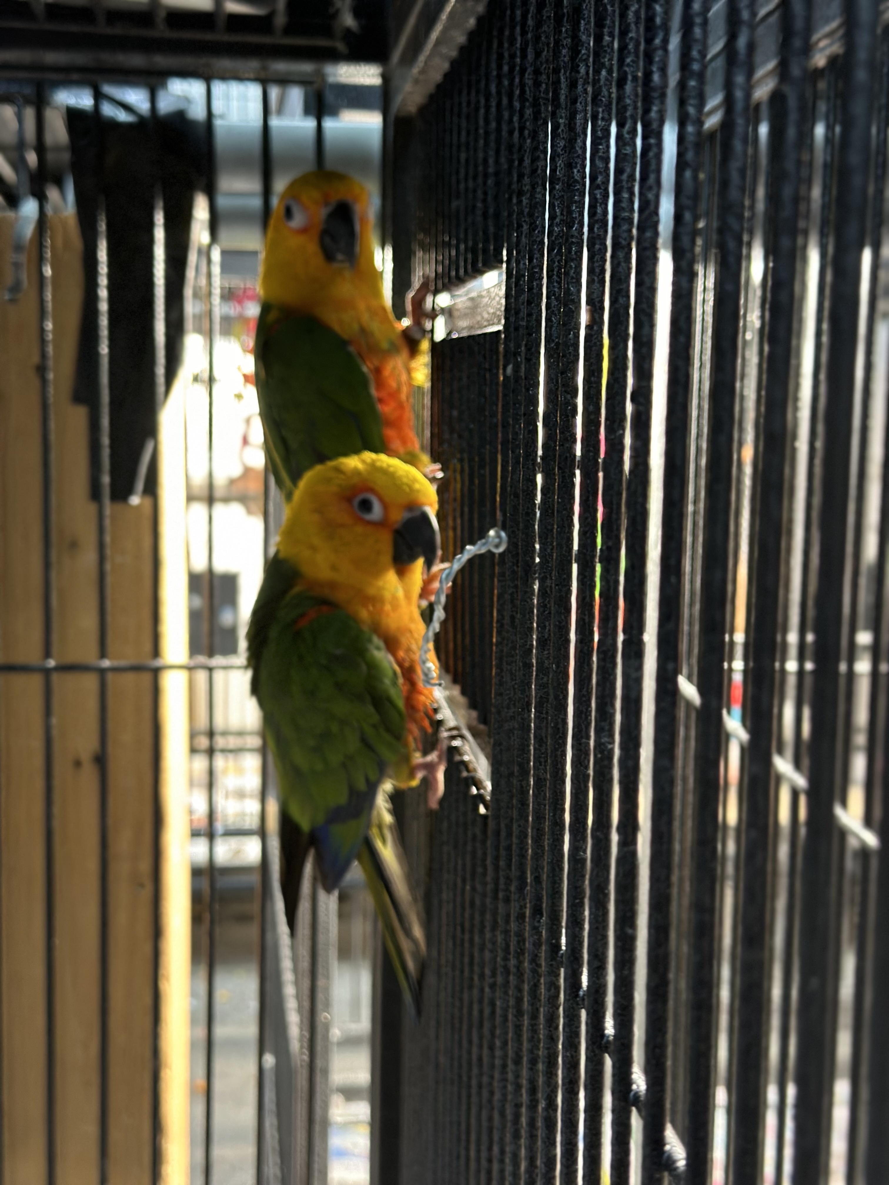 Marty and Sydney, Adoptable, Young Unknown Conure.