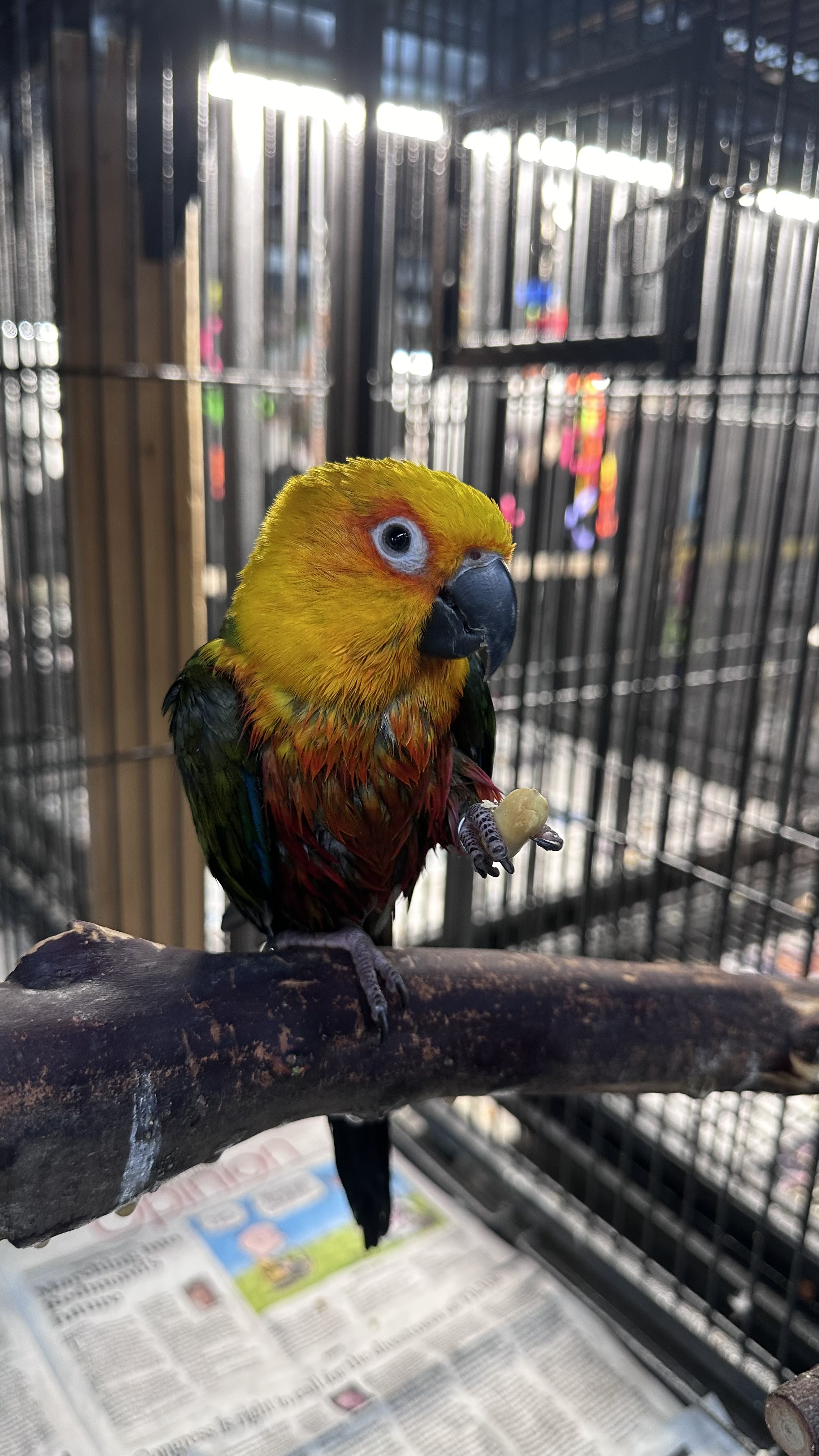 Marty and Sydney, a Adoptable Conure in Bend, OR image 2/3