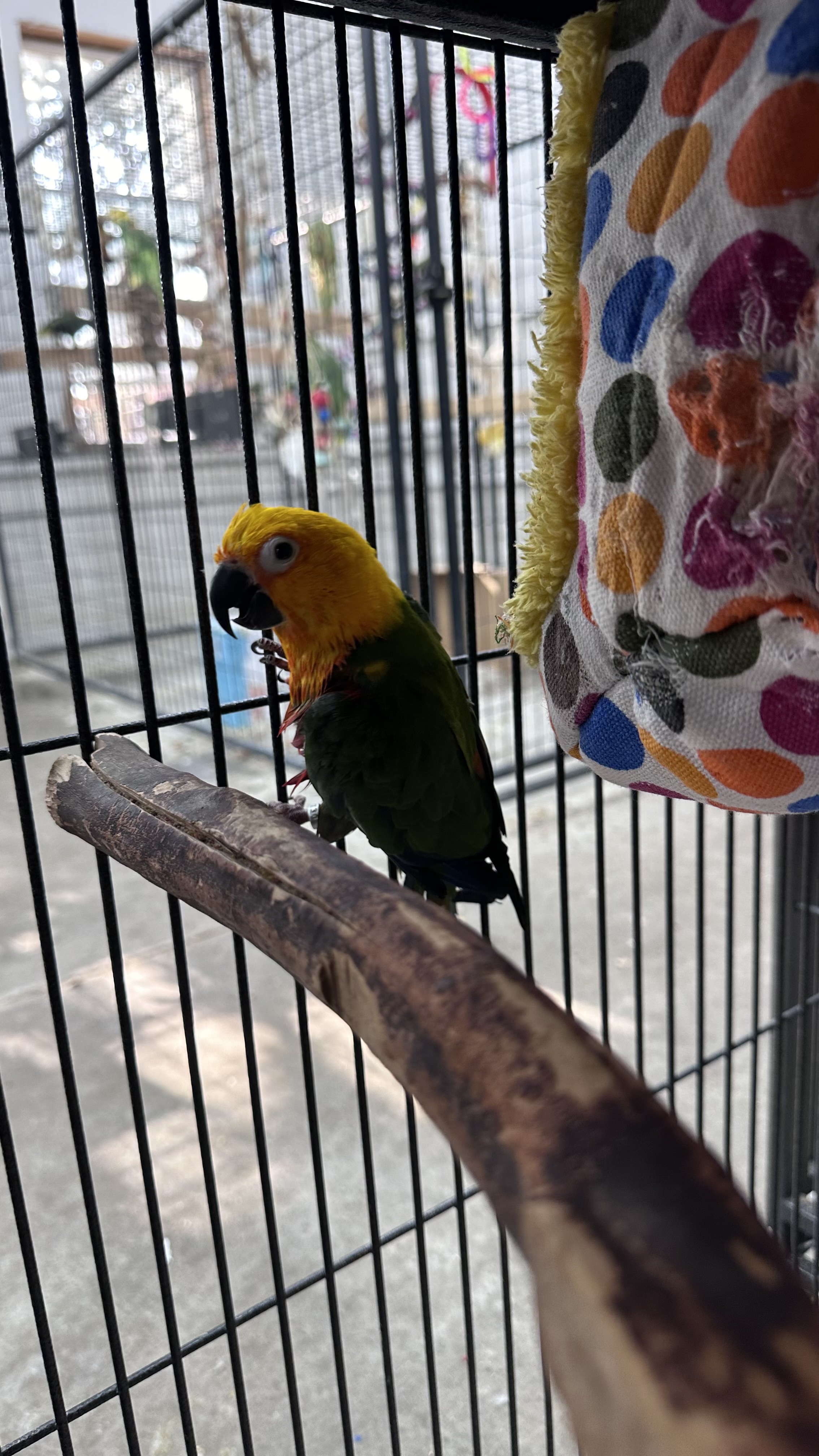 Marty and Sydney, a Adoptable Conure in Bend, OR image 3/3