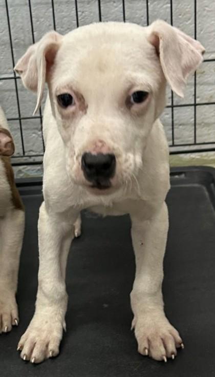 Irving, Adoptable, Puppy Male Pit Bull Terrier & Mixed Breed.