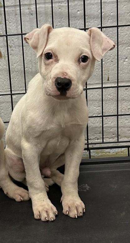 Enlarge Irving, a Adoptable mixed breed in West Memphis, AR image 2/2