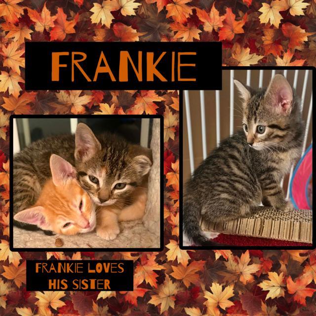 Frankie, adopted, Young Male Domestic Short Hair.