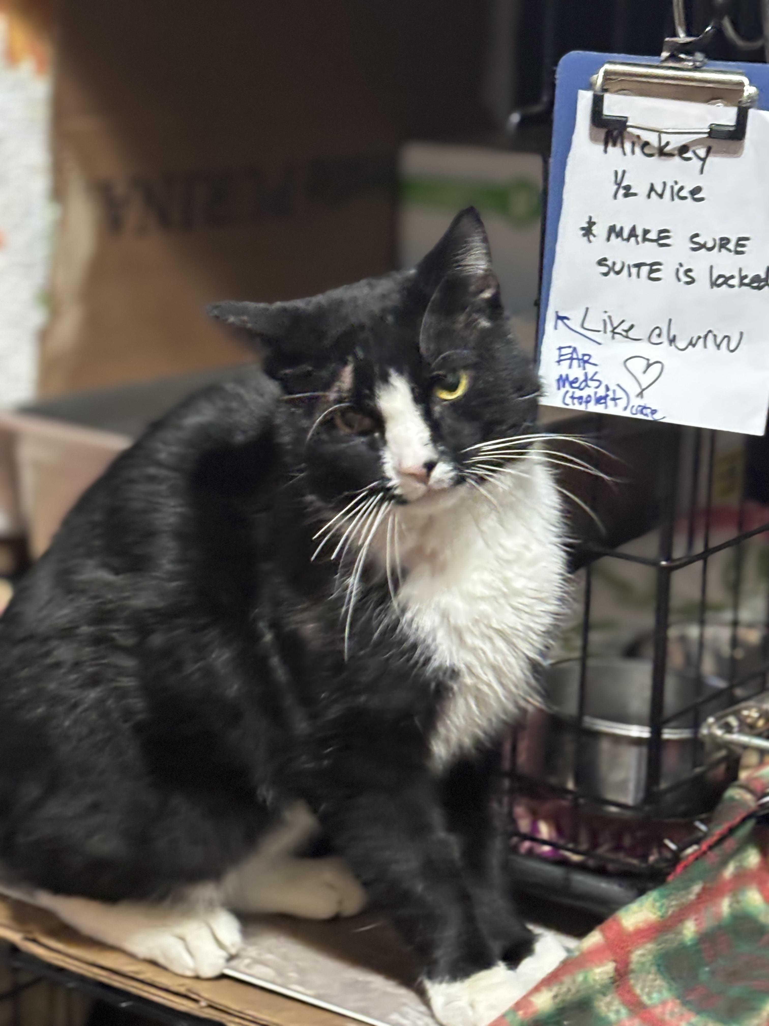 MICKEY, ADOPTABLE, Adult Male Domestic Short Hair.