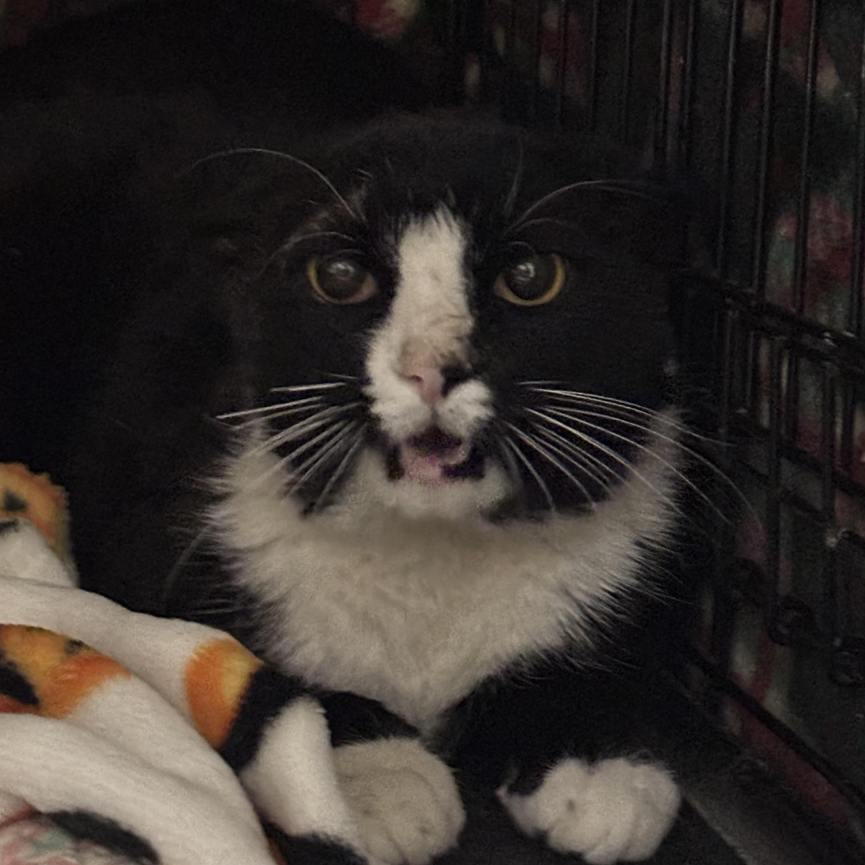 MICKEY, a ADOPTABLE Domestic Short Hair in Pittsburgh, PA image 4/4