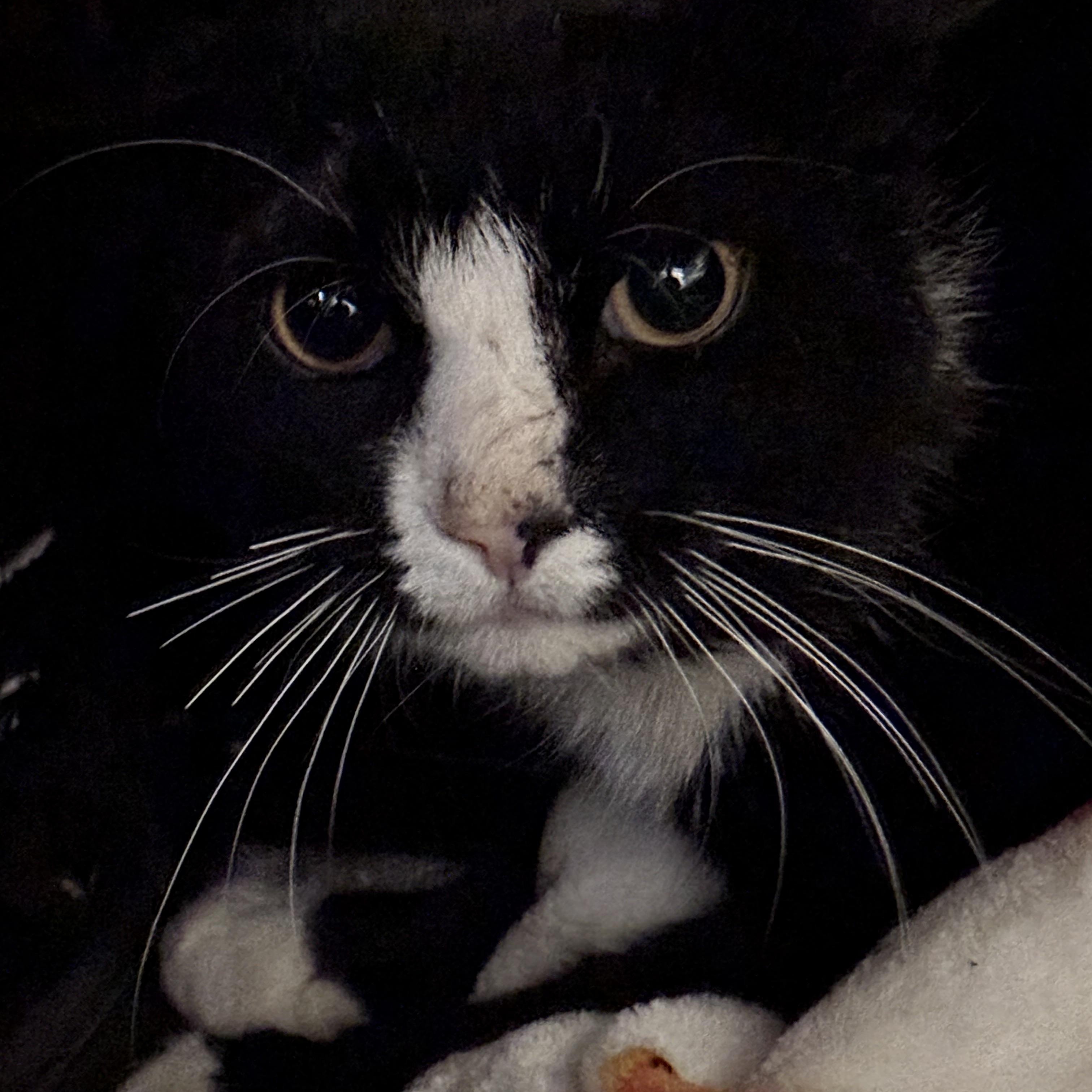 MICKEY, a ADOPTABLE Domestic Short Hair in Pittsburgh, PA image 2/4