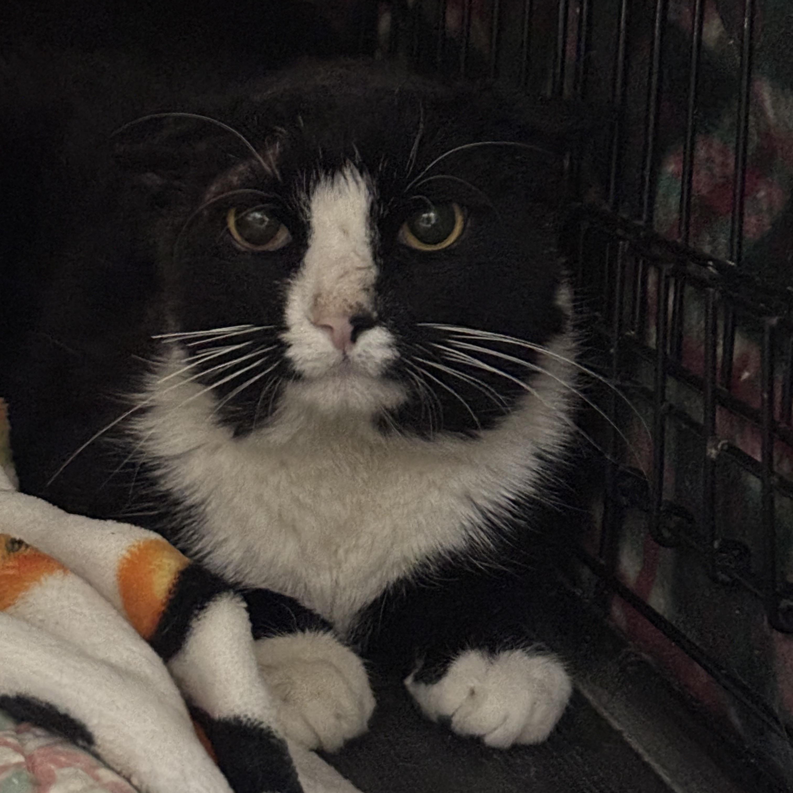 MICKEY, a ADOPTABLE Domestic Short Hair in Pittsburgh, PA image 3/4