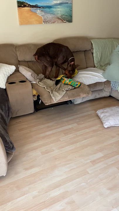 Enlarge Zephyr, a ADOPTABLE Doberman Pinscher in Mooresville, NC video 6/6