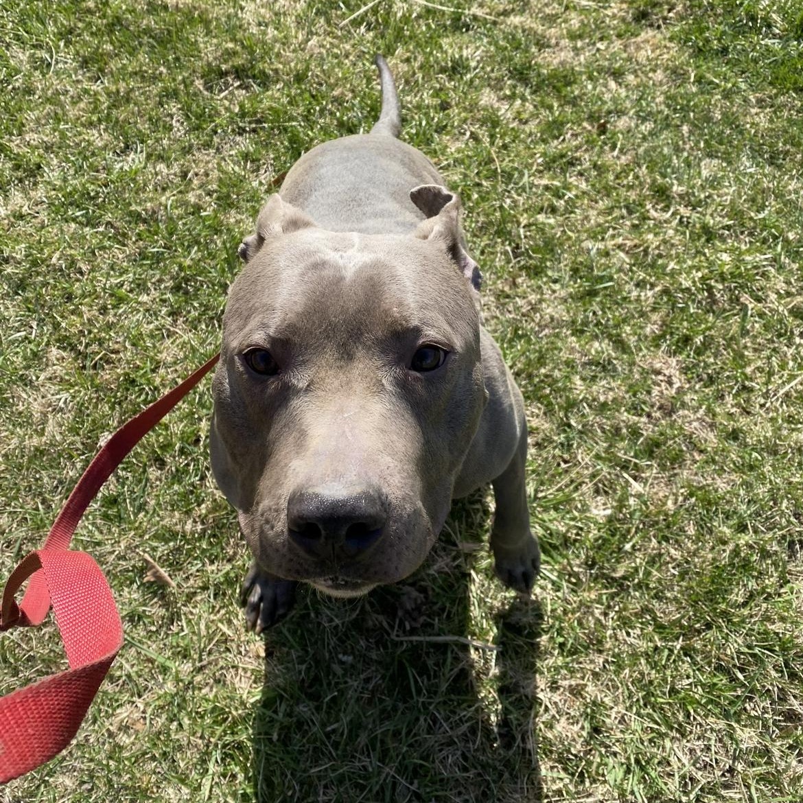 Enlarge Roman, a ADOPTABLE Pit Bull Terrier in Sherman, IL image 2/2
