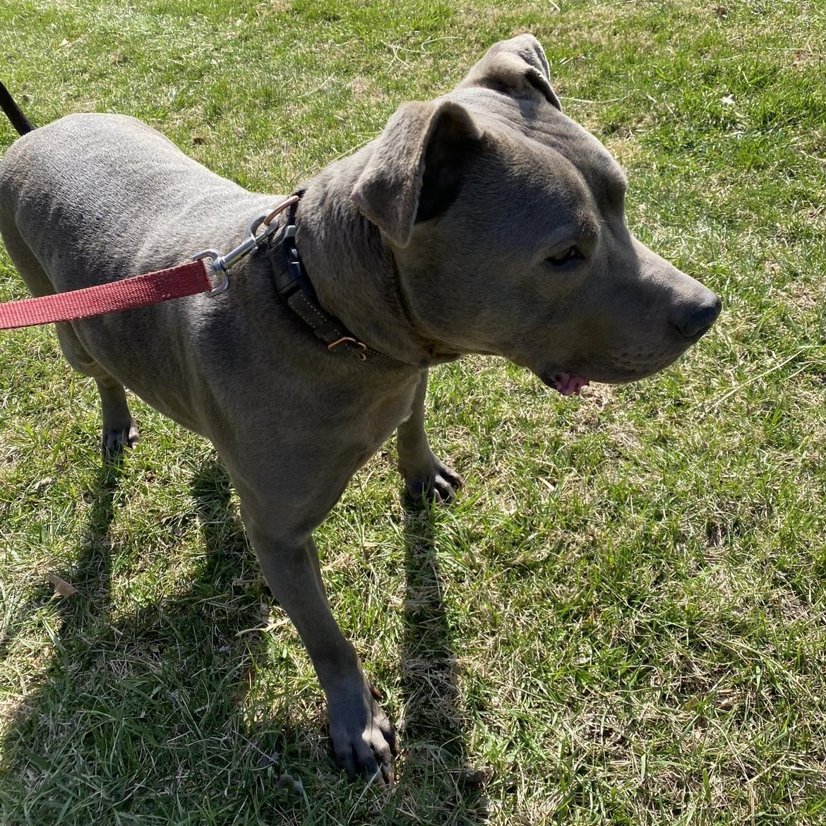 Roman, ADOPTABLE, Adult Male Pit Bull Terrier.