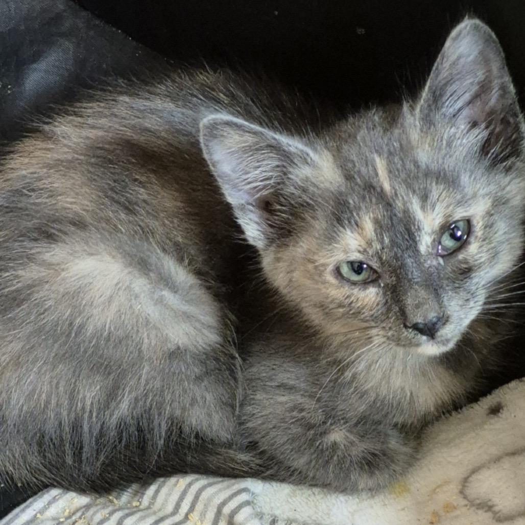 Enlarge Wild Berry, a Adoptable Domestic Short Hair in Westminster, CA image 1/1