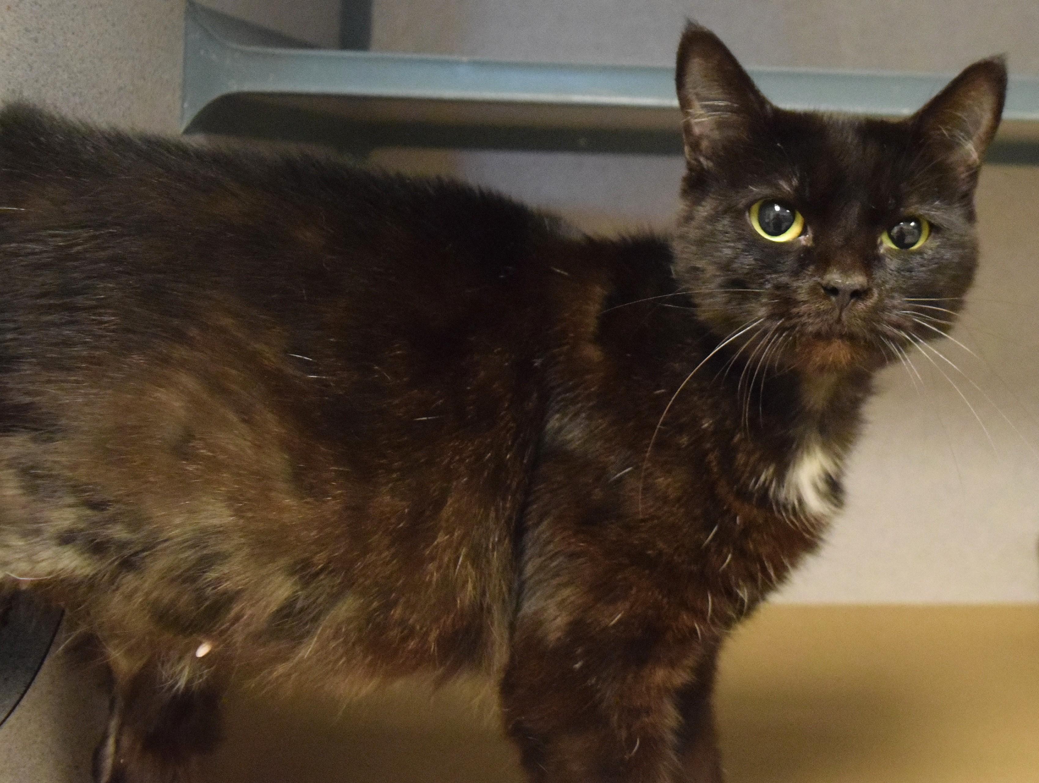 22511, adopted, Adult Female Domestic Short Hair.