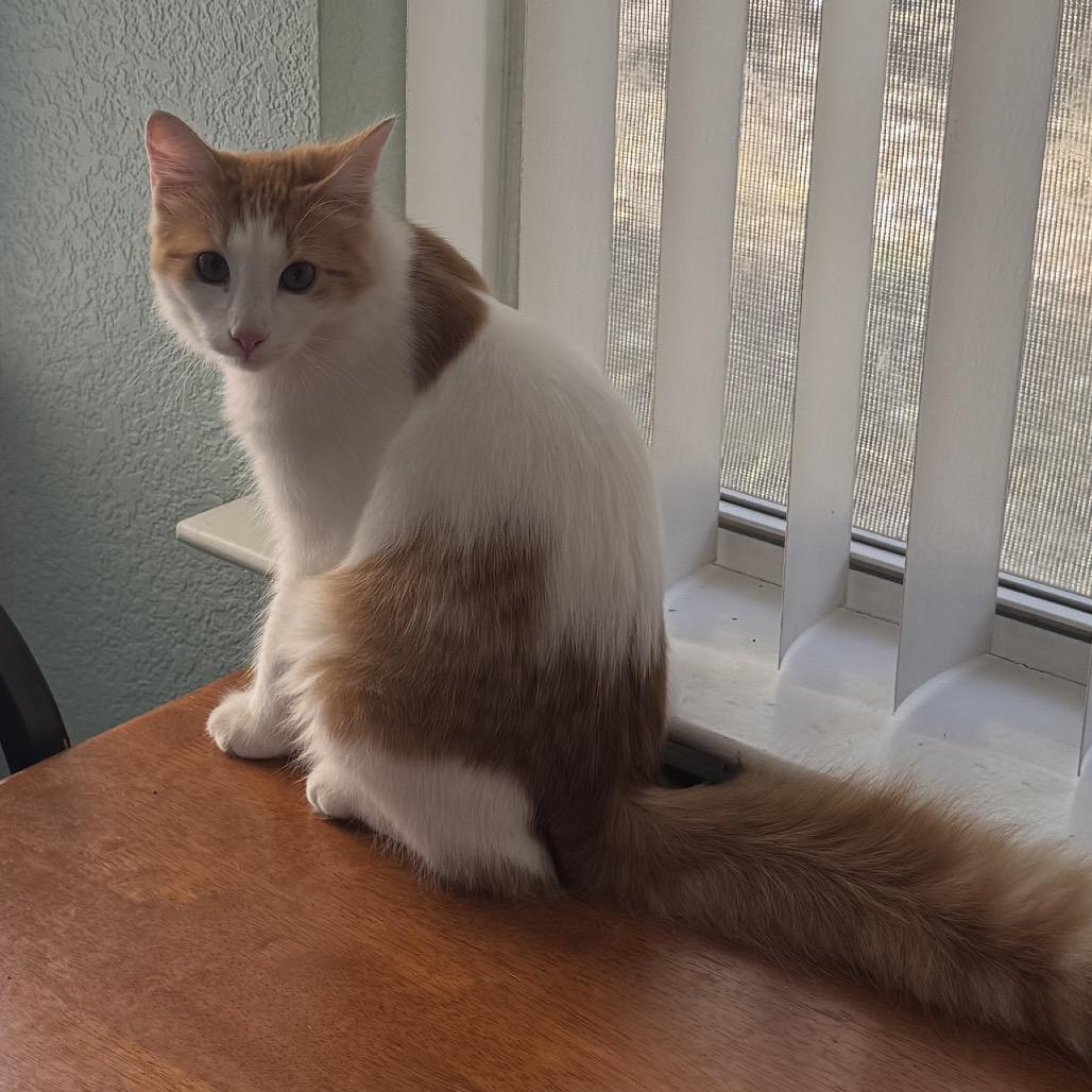 Enlarge Winston, a Adoptable Domestic Short Hair in Leander, TX image 1/5