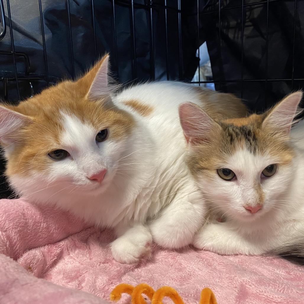 Enlarge Winston, a Adoptable Domestic Short Hair in Leander, TX image 2/5