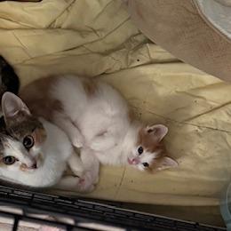 Enlarge Winston, a Adoptable Domestic Short Hair in Leander, TX image 3/5