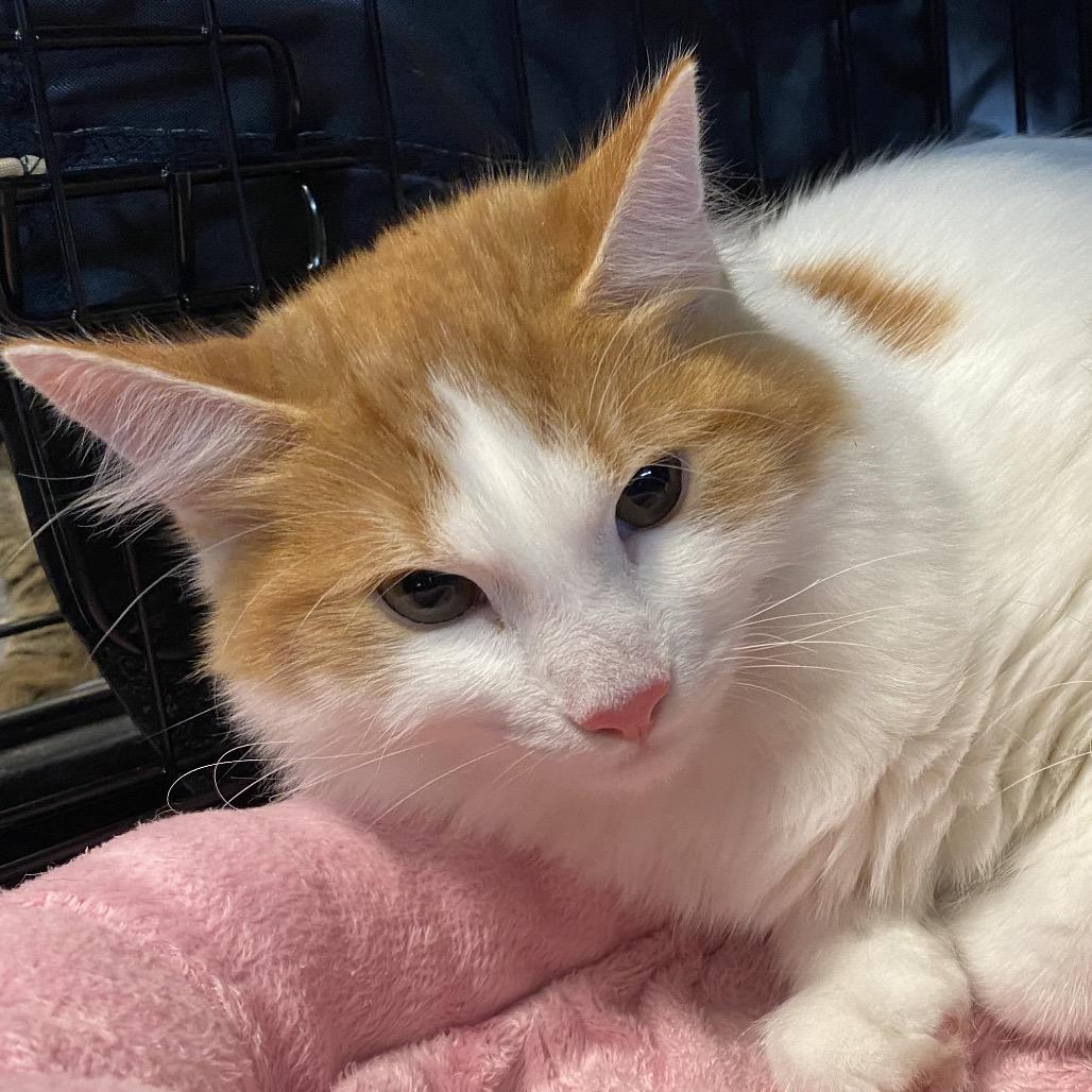 Enlarge Winston, a Adoptable Domestic Short Hair in Leander, TX image 4/5