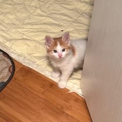 Enlarge Winston, a Adoptable Domestic Short Hair in Leander, TX image 5/5